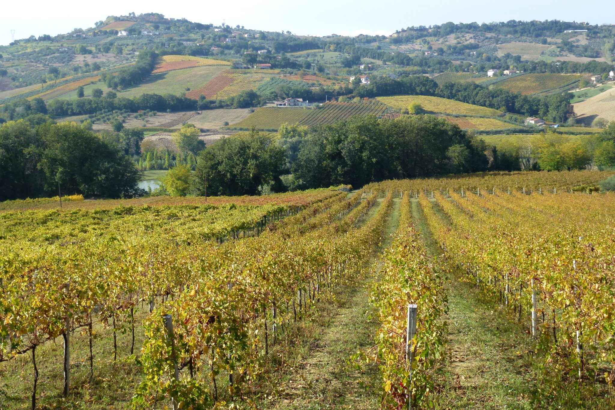 Learn About The Montepulciano Wine Grape - The Wine Wiki